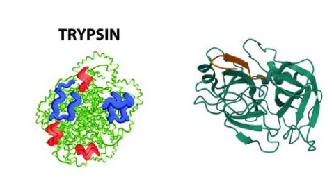 Trypsin