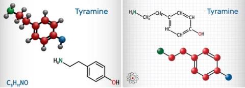 Tyramine supplier in oman