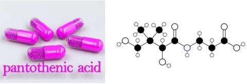 Pantothenic acid supplier in Oman 