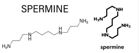 Spermine
